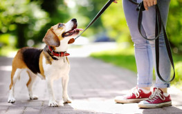 Dog Walker 
